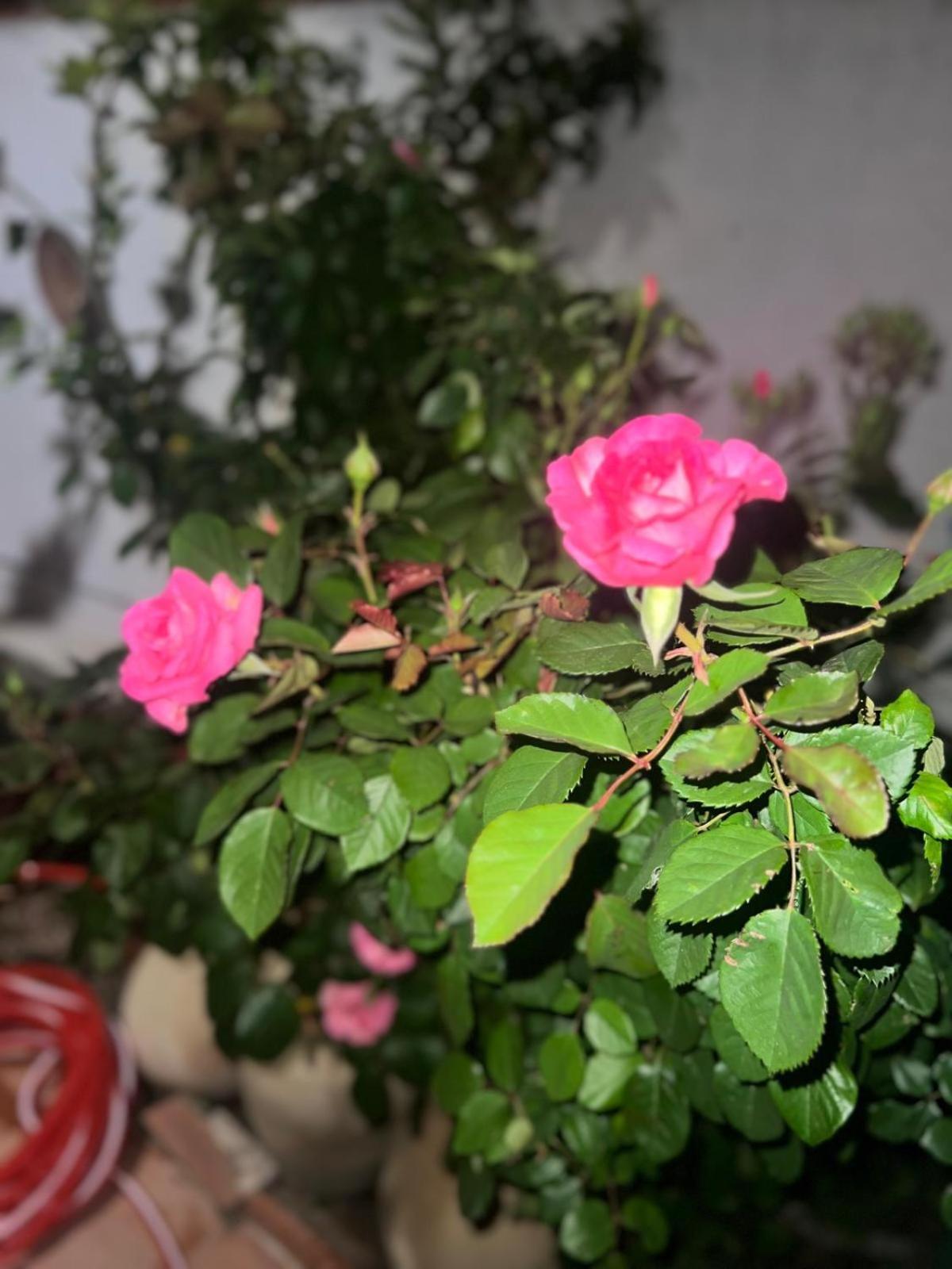 Rosa Dei Venti Hotel Cagliari Kültér fotó